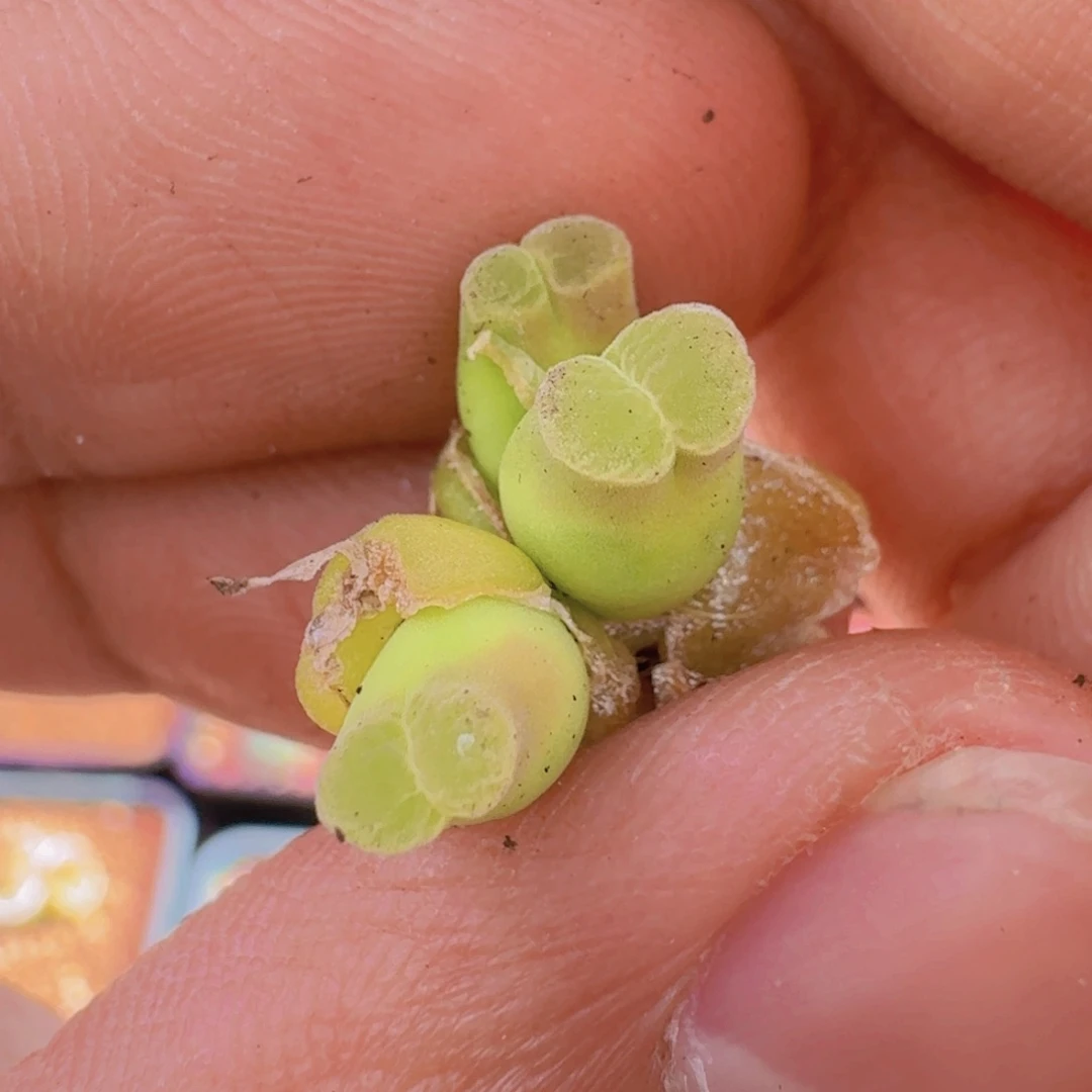 云缦精品番杏7.43