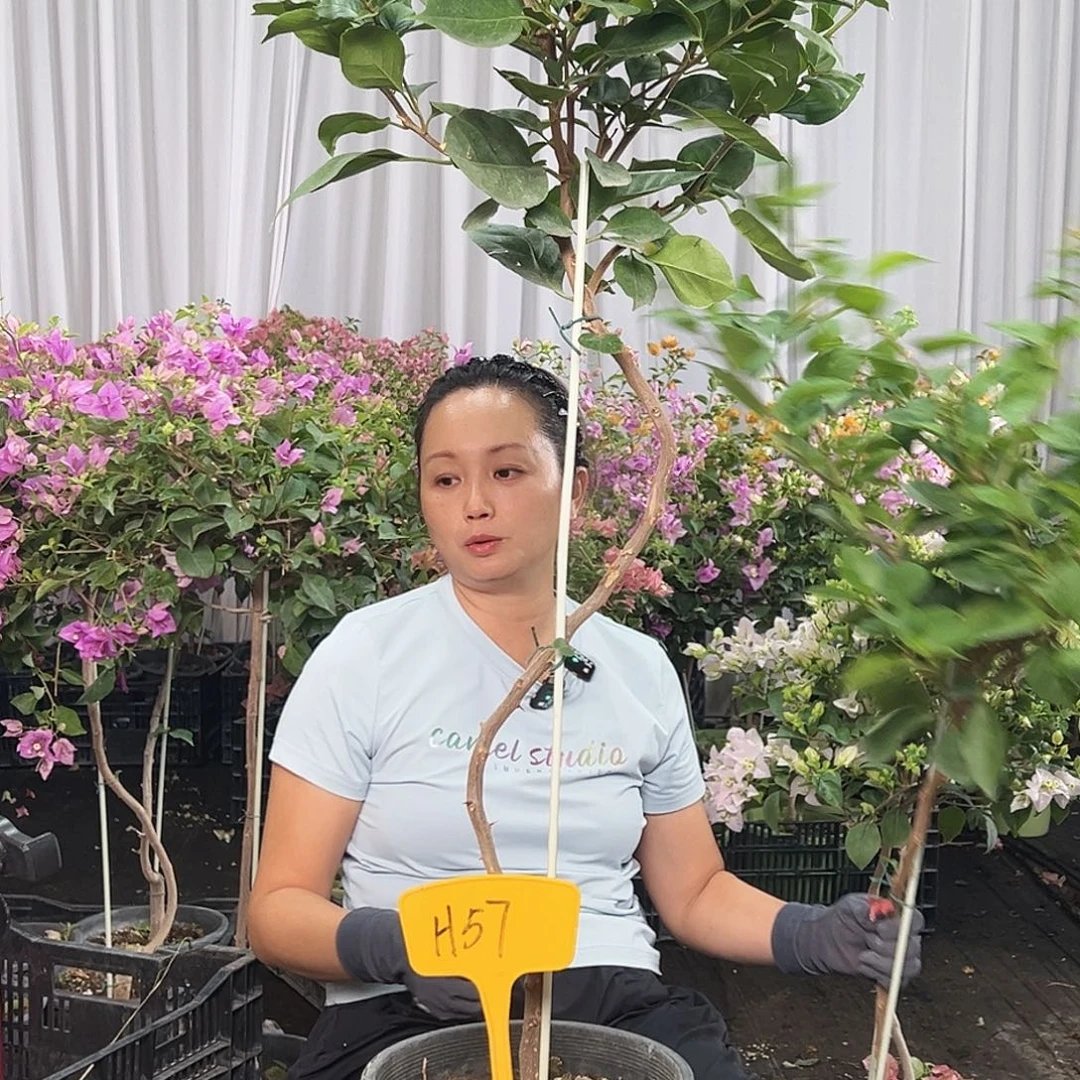 我***我当前无花栽培后可以开花H57变色龙