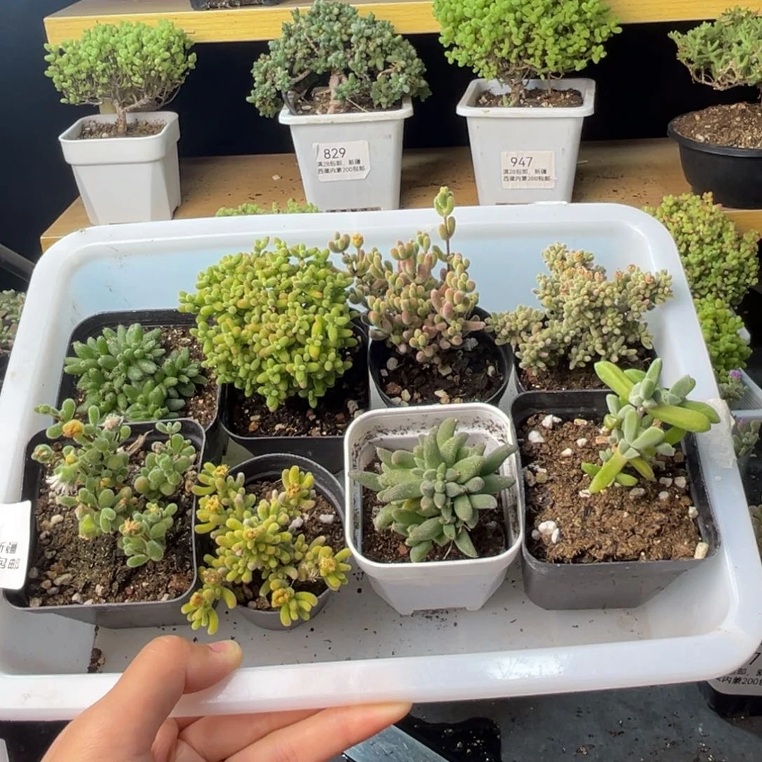 912新手套装福利组合到手8盆