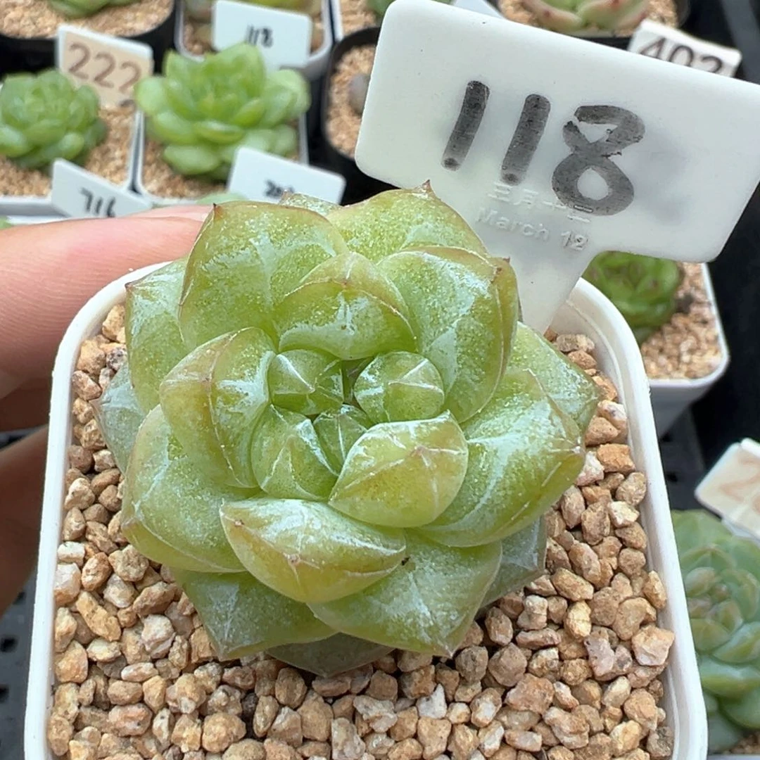 118号松花珍妮 晗雨多肉