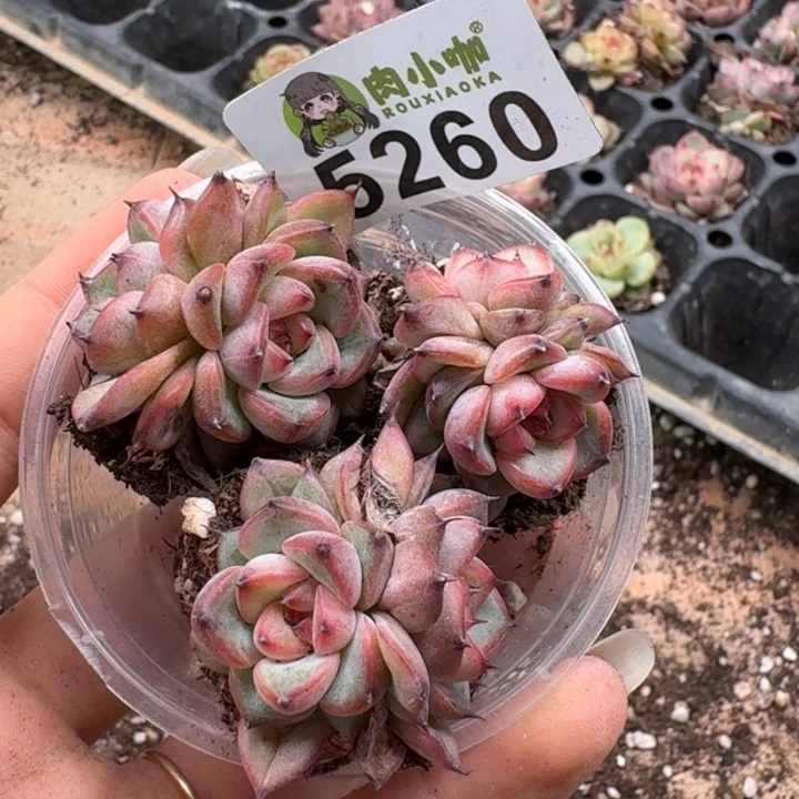 完全开放多肉植物多肉植物