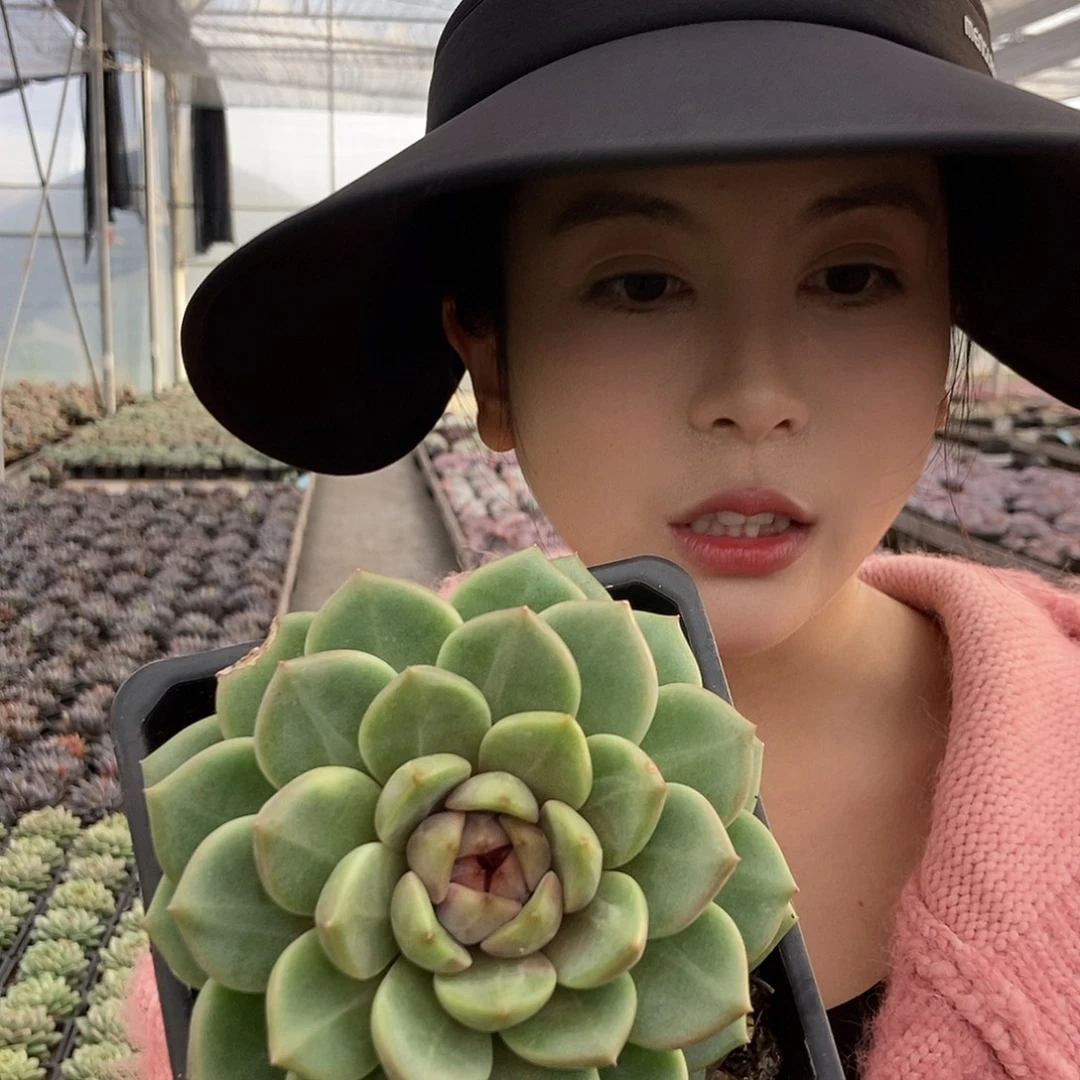 红心5号单头随机发货