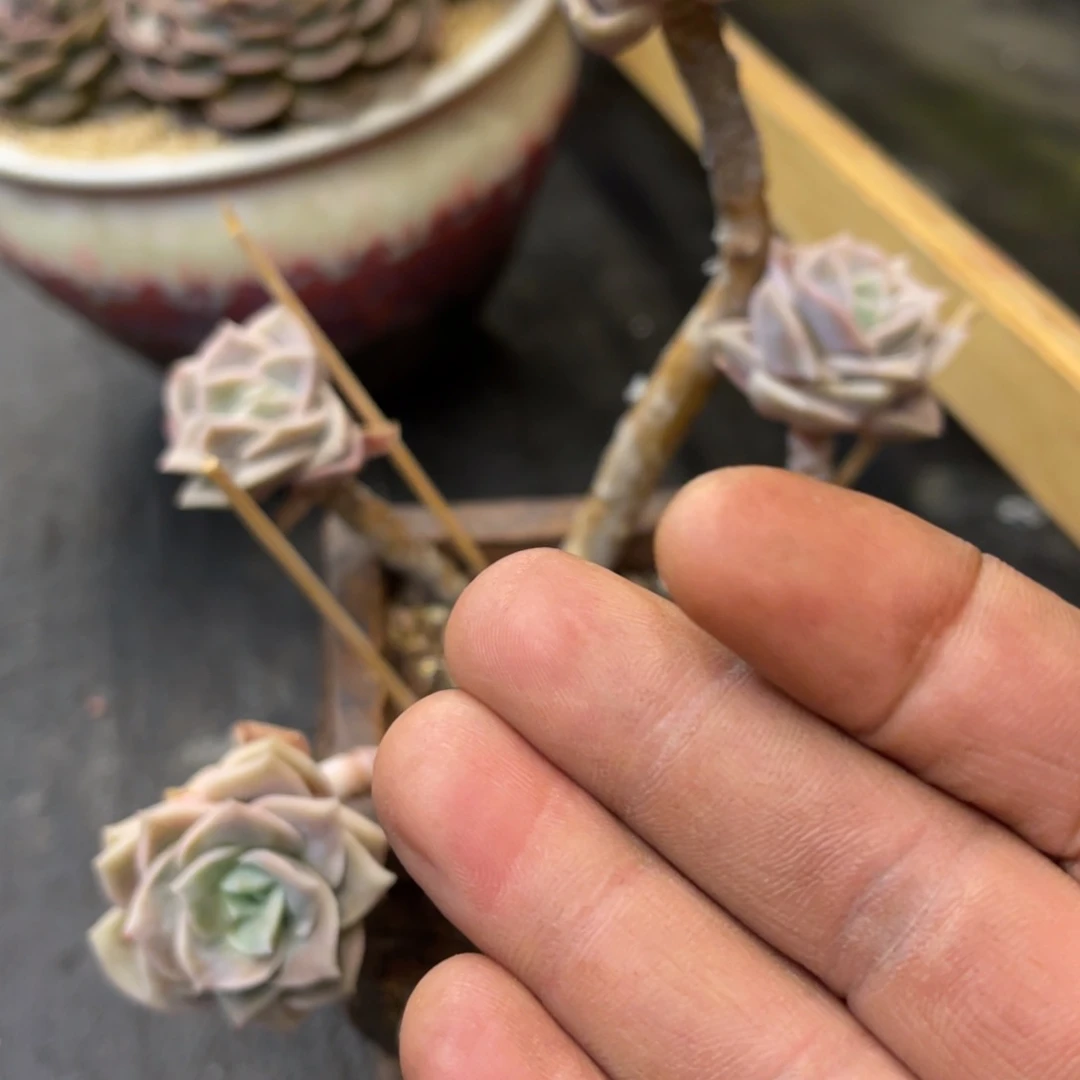 *️****73377337733835个