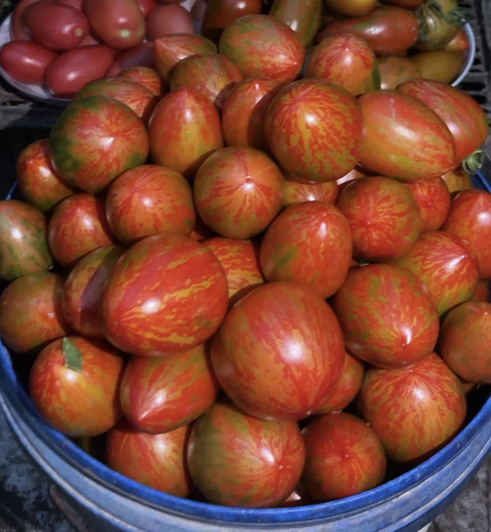 东北小柿子(收到有一些青放两天透红)