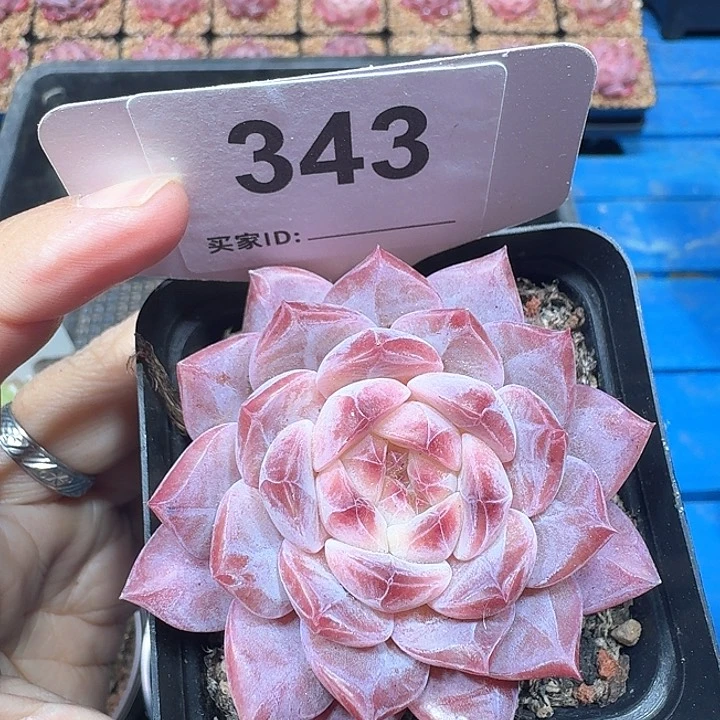 冰糖水晶多肉植物343