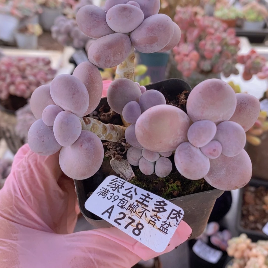 芭比奶洛10cm278多肉植物