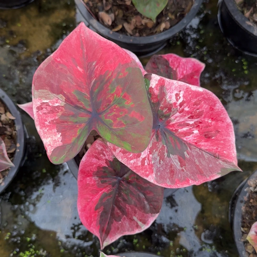 1130-0917泰国发货变异红魔