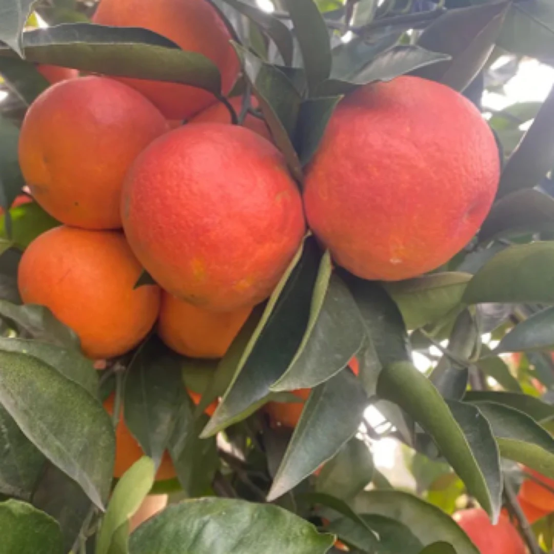 果冻正宗资中塔罗科血橙橙子科血新鲜水果当季科薄皮脐橙整箱爆汁