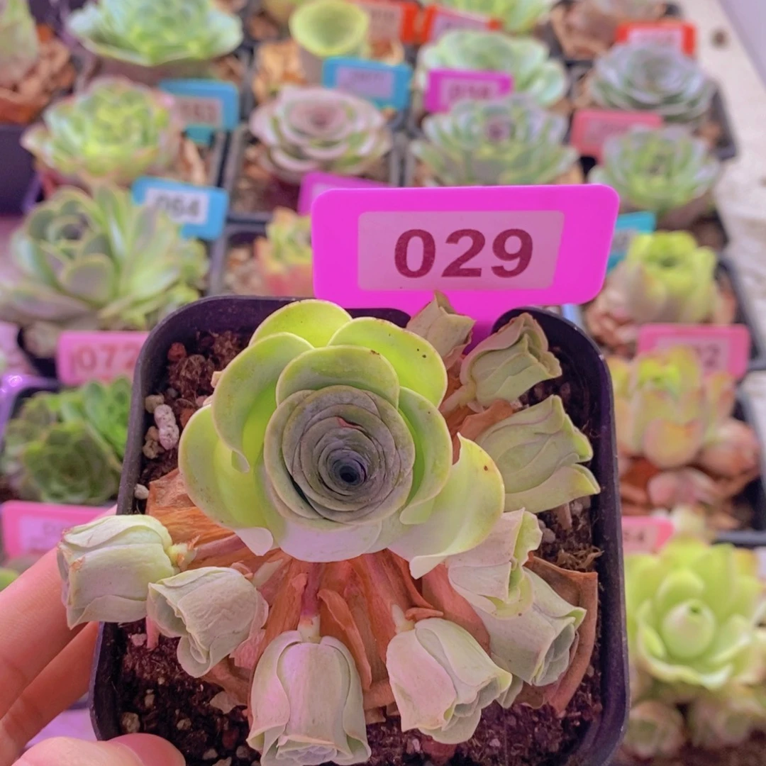 山地玫瑰一物一拍029