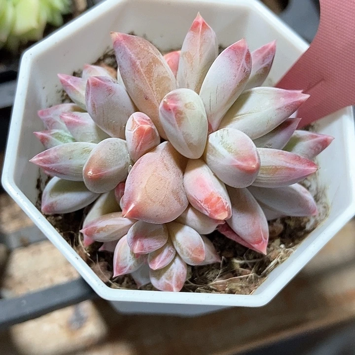 多肉植物幻影美人7106