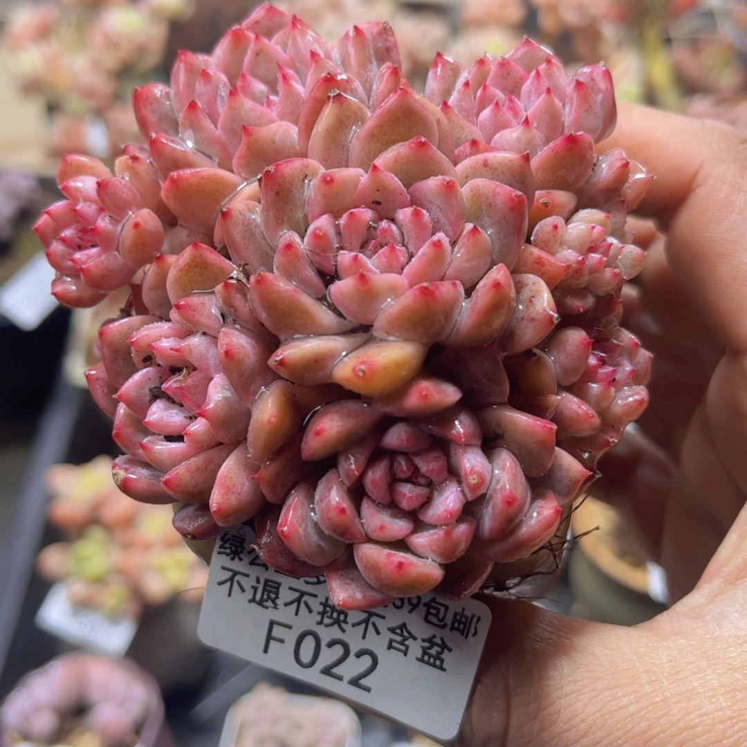 022迷你星星8头9c m