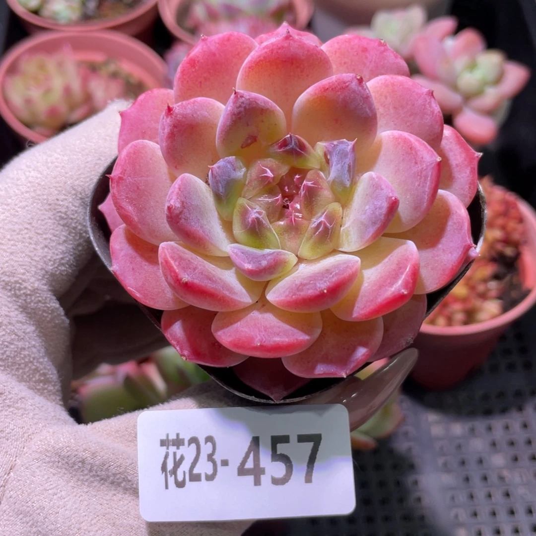 花利美23-457秘境冰魄