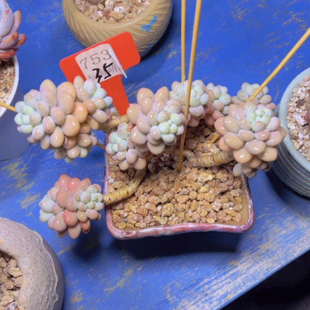小杂交7538多肉植物