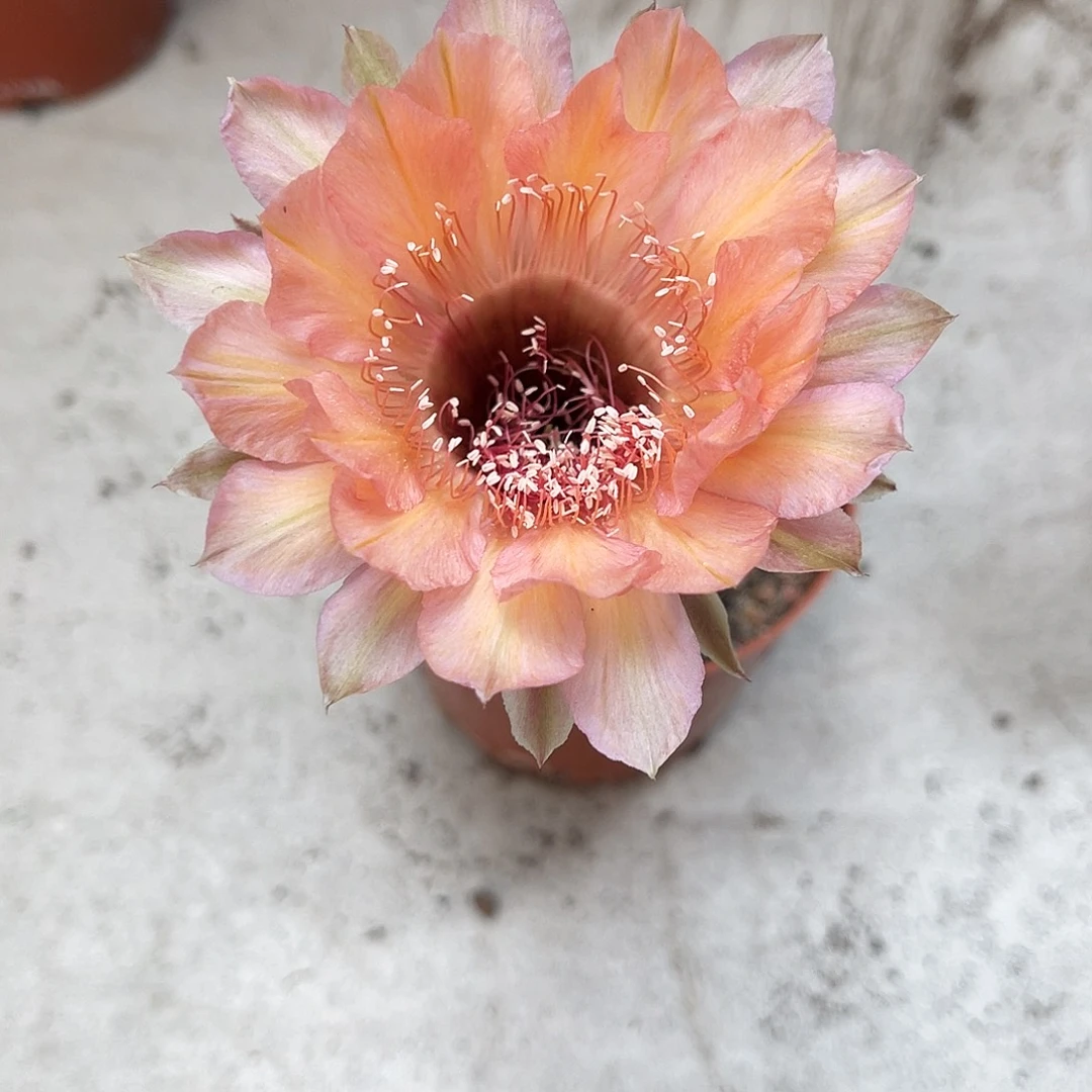 金刚7号6公分左右