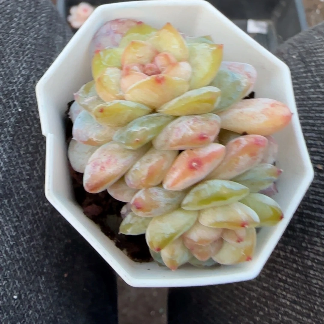 多肉小卡拉米糖心一物一拍