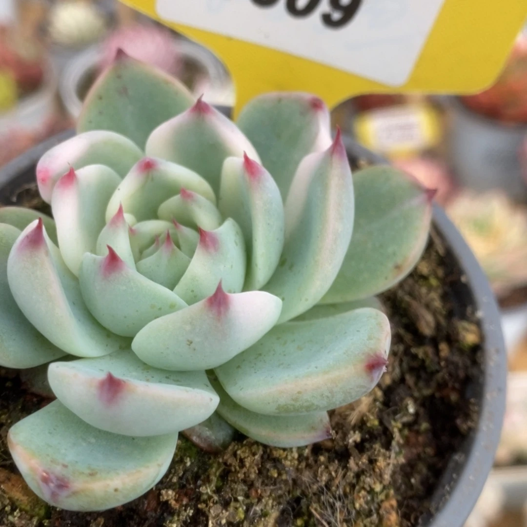 509吉娃娃锦锦锦锦锦