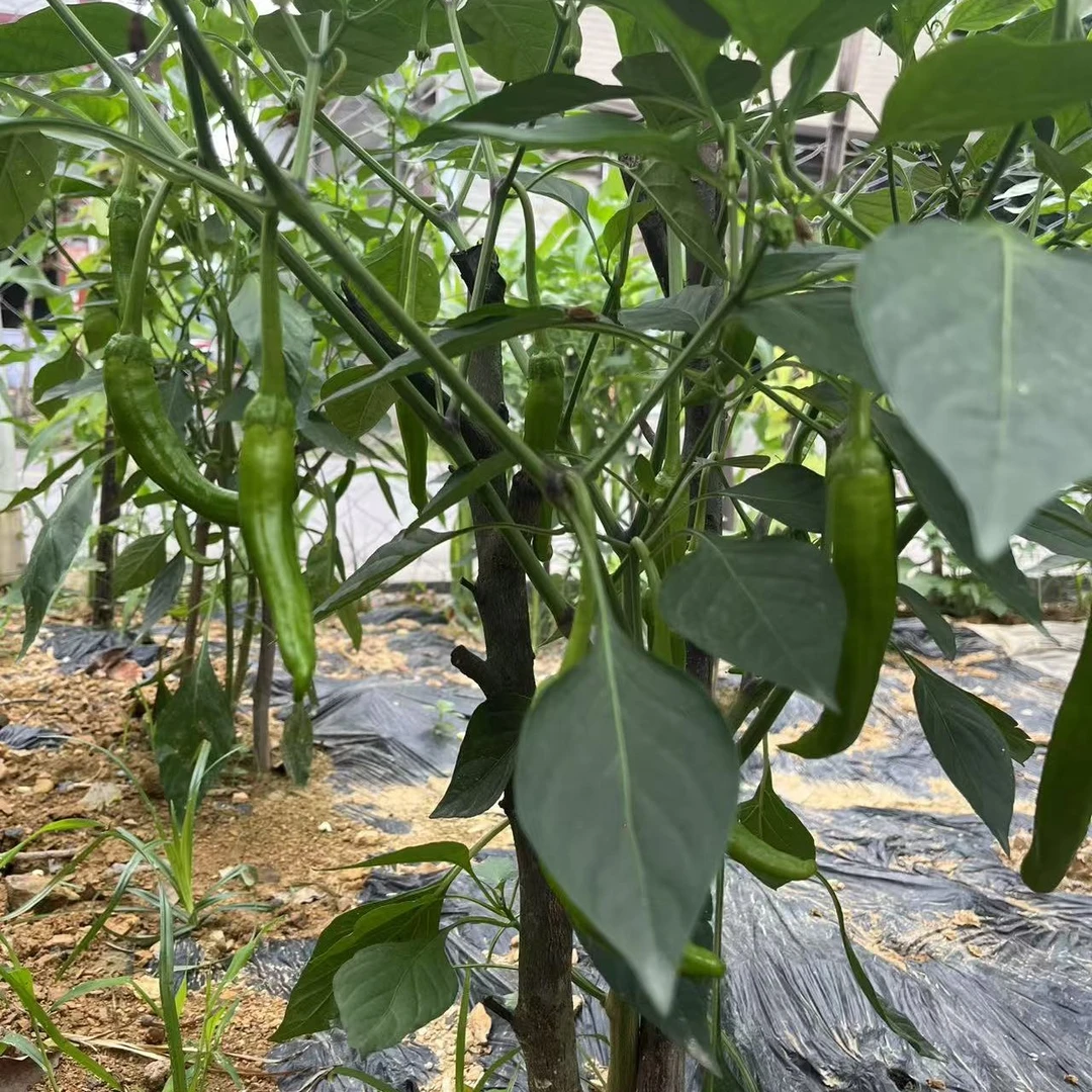 麻阳本地土山辣子露天种植老品种青的香辣夏季头茬