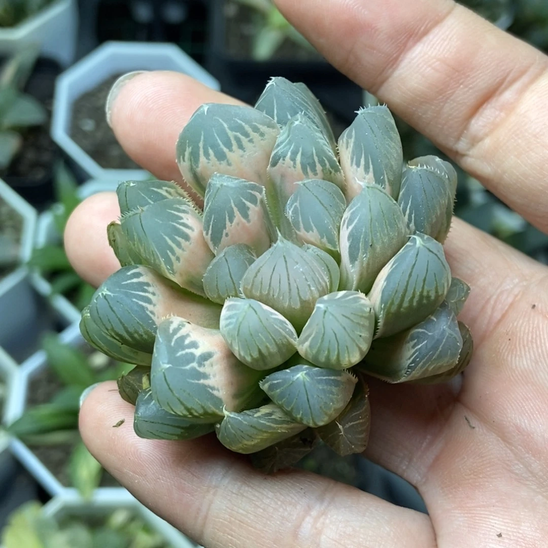 白糊斑霓虹灯玉露锦头盖无根