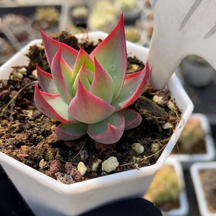 977惊鸿多肉植物保护