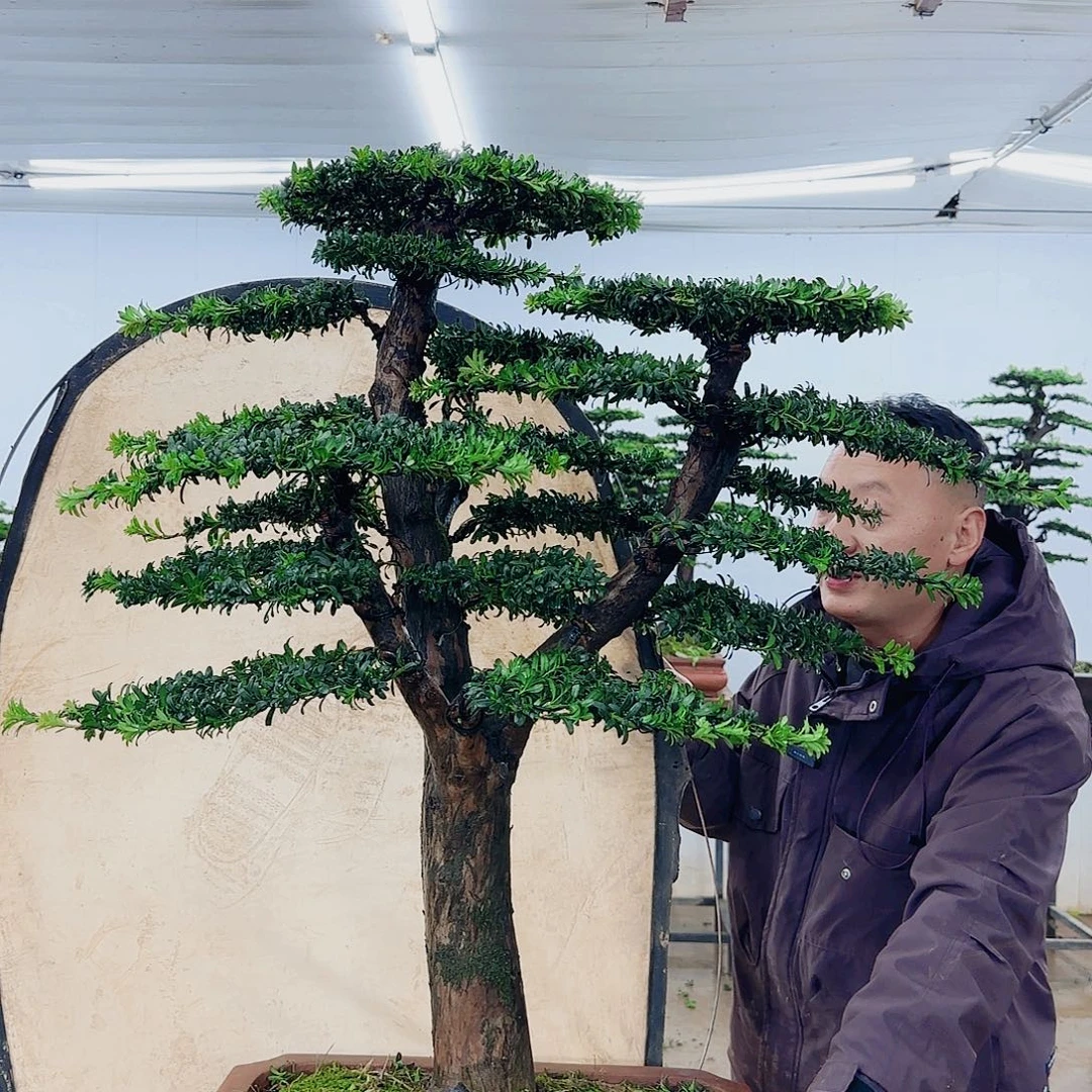 无花朵盆景园林……