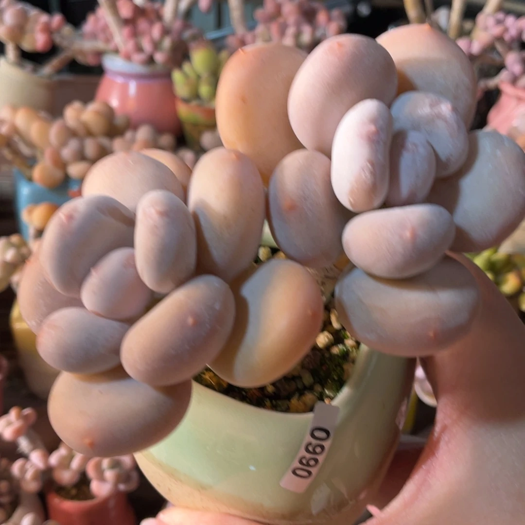 荣***荣多肉植物的生长发育和生长