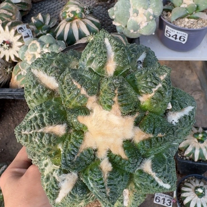 848金毛老龟甲牡丹13公分