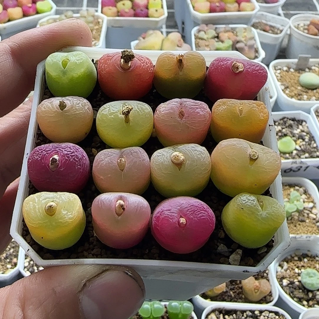 彩毛一盆裸根发货