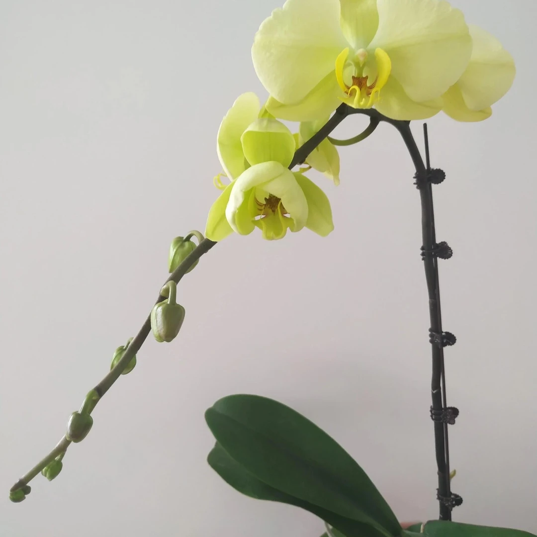 【绿帝王】特级蝴蝶兰大花室内观赏绿植盆栽蝴蝶兰