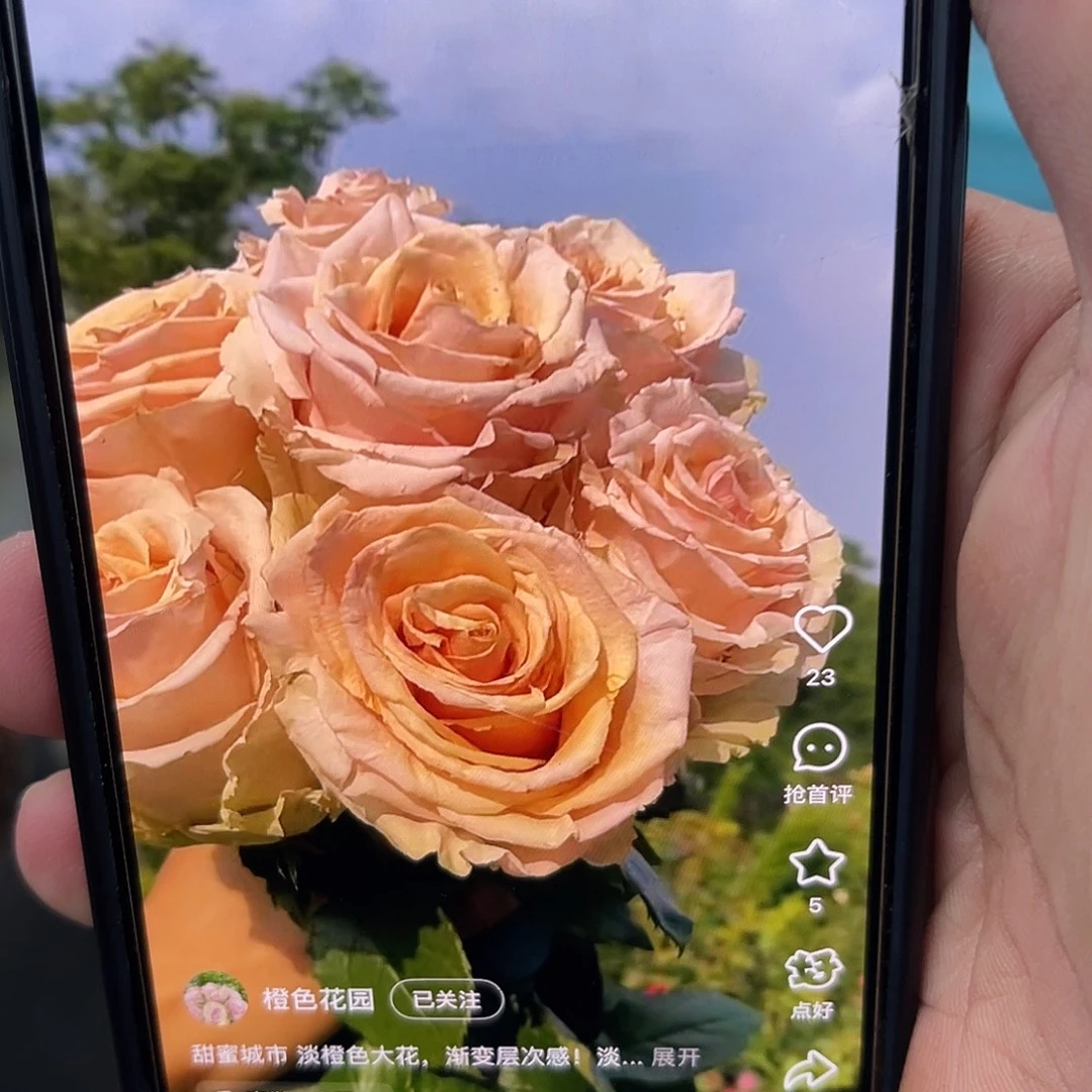 无花朵———甜蜜城市 福利了