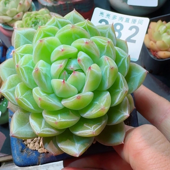 雪花珍妮         精控精养多肉植物