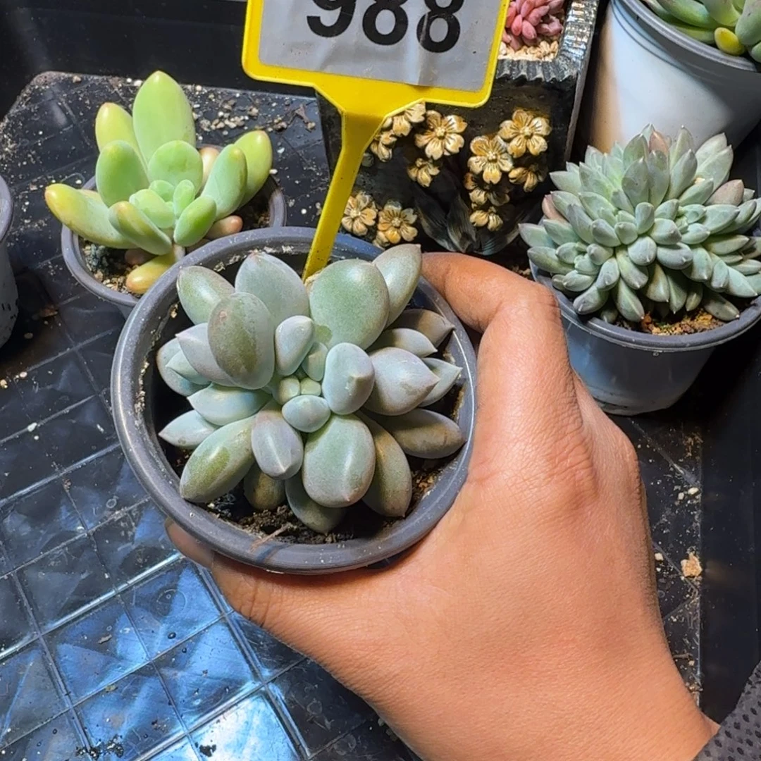 多肉植物胖体哥特988