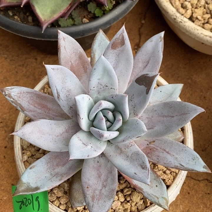 D455- 直播福利卡系