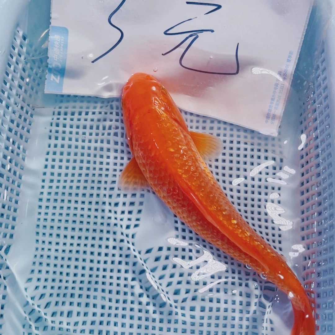 海水鱼锦鲤冷水观赏鱼