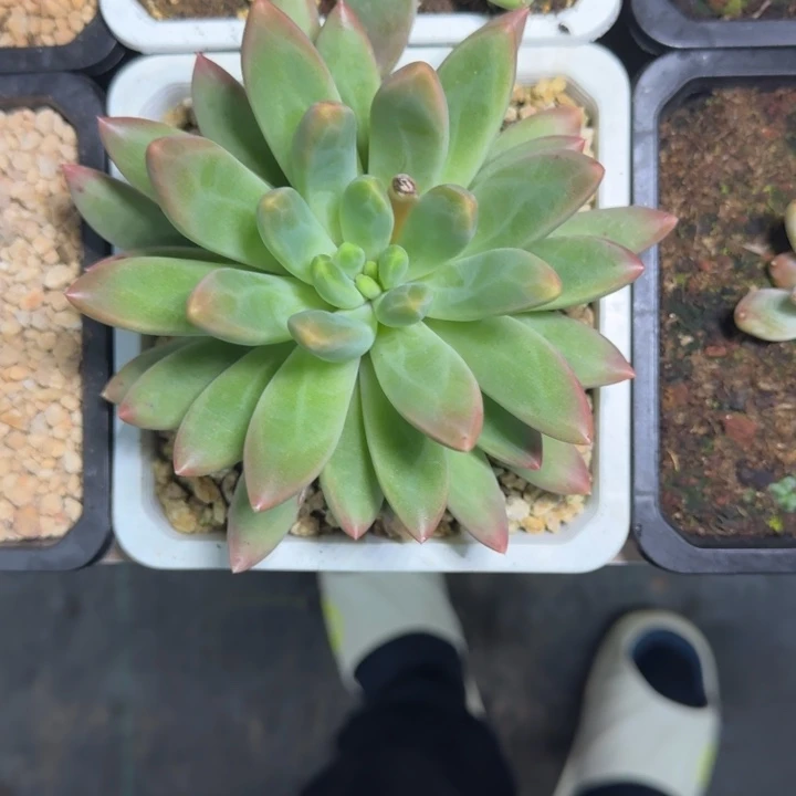 橙色奇迹 单头 一物一拍