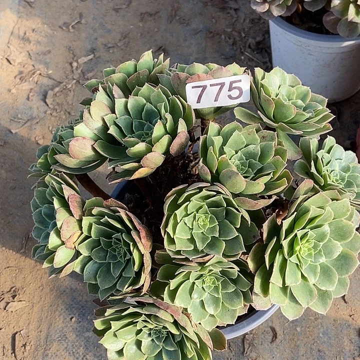 万圣节锦丛林775多肉不包断