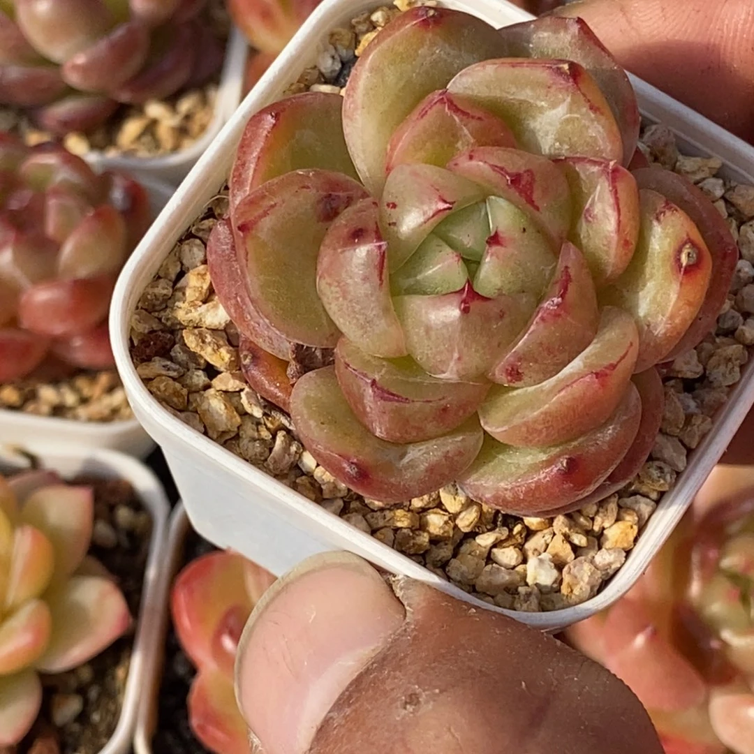 天官赐福百无禁忌