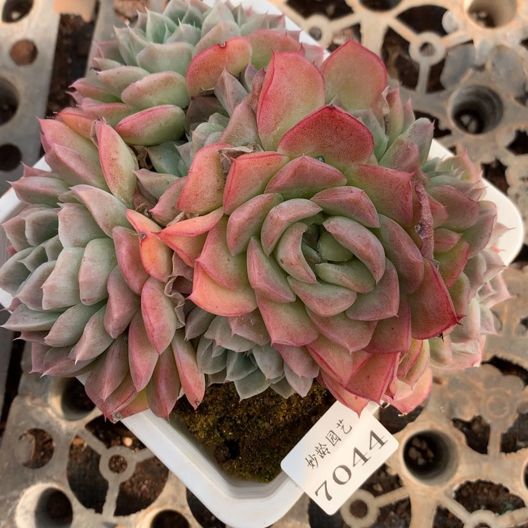7044杂交多肉植物