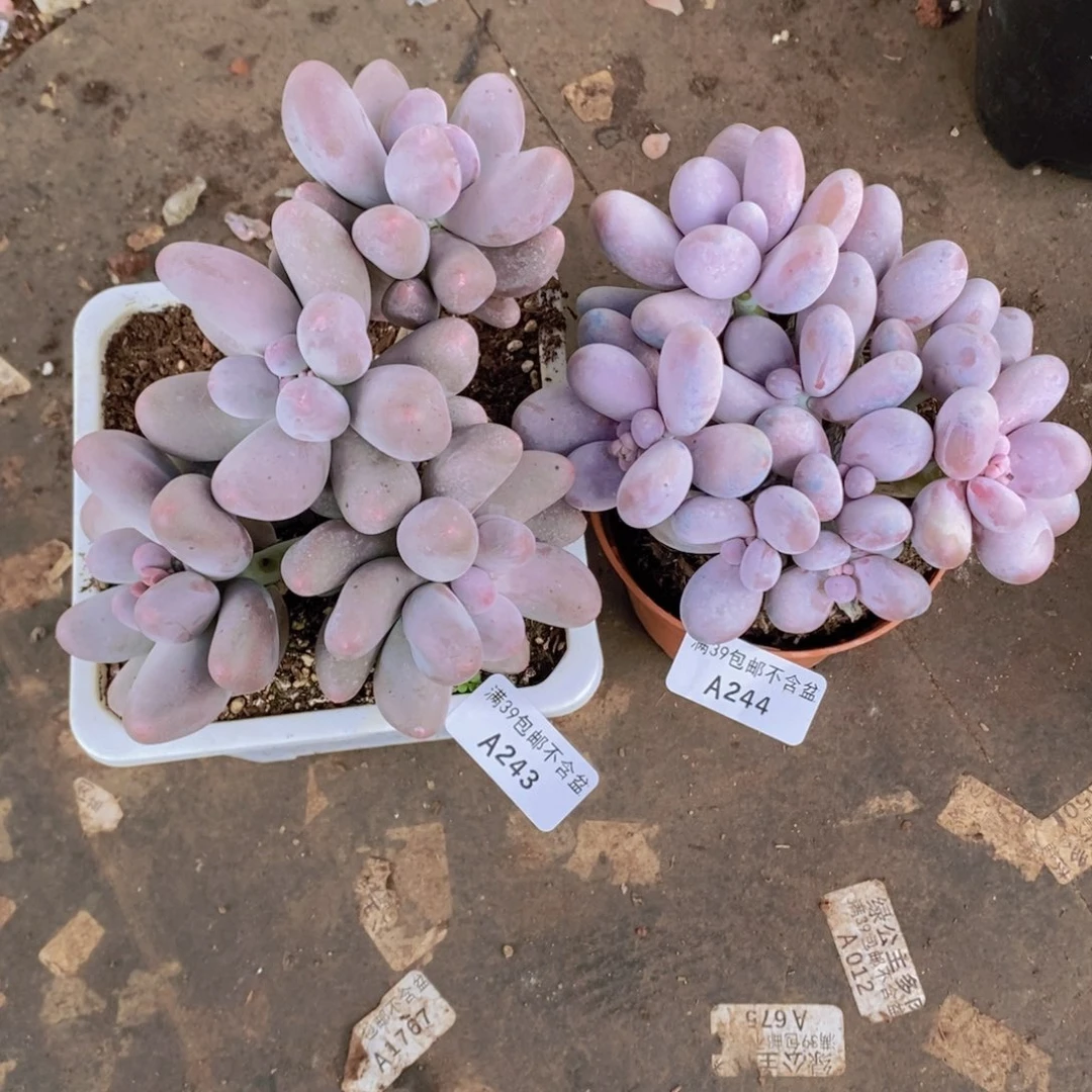 米可69，水光39多肉2颗