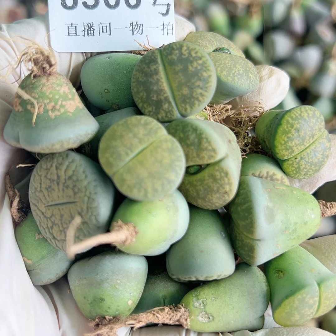 8506 好养易活生石花大母本有大有小有点干30个清框福利