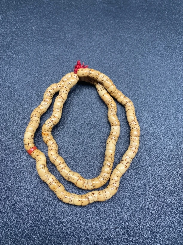 星月大肠长串一条