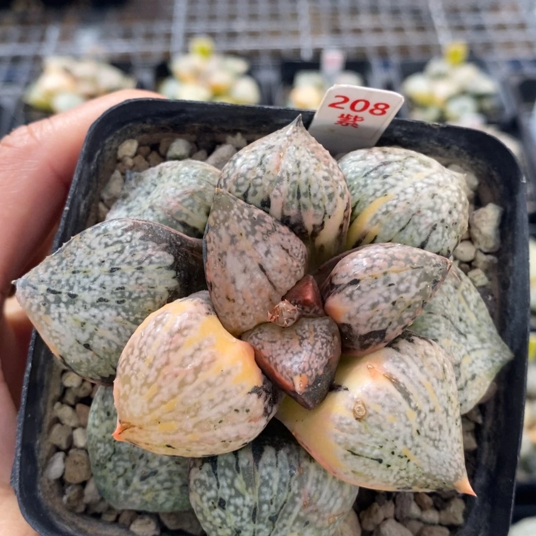 不开花植物208丸叶白银