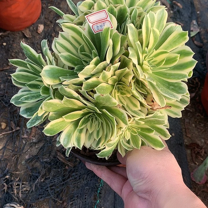 608艳凝多肉植物