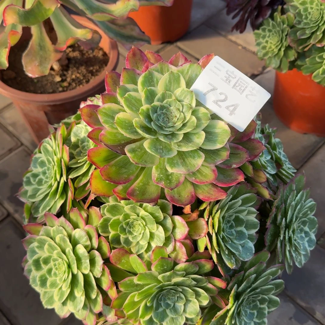 多肉植物724素颜