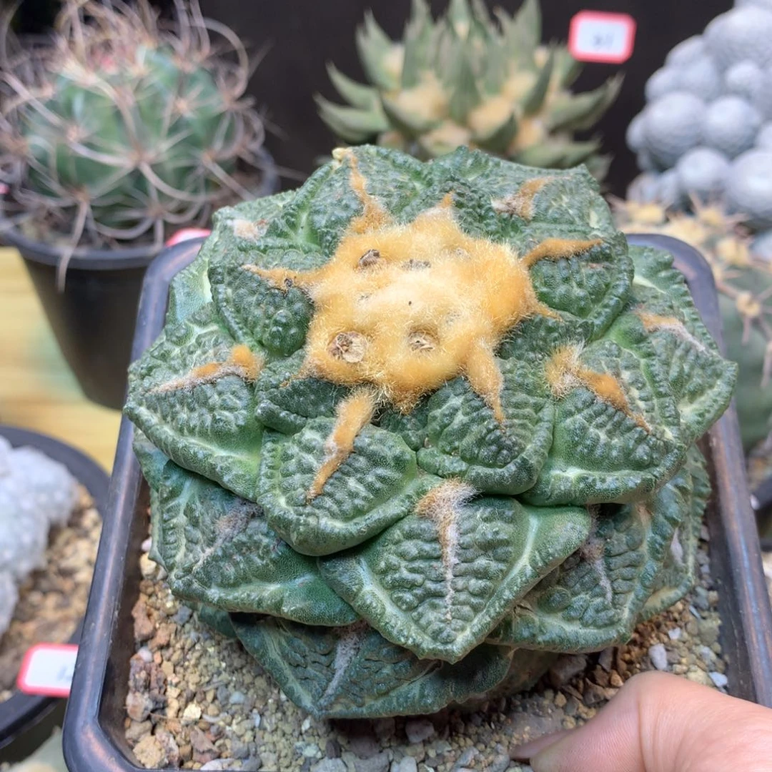 37号  苗接 志贺龟甲12公分无根