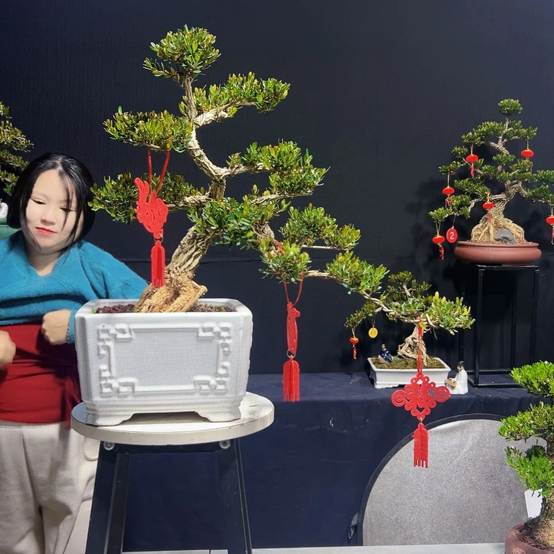 绿植太****1广东皱皮黄杨木