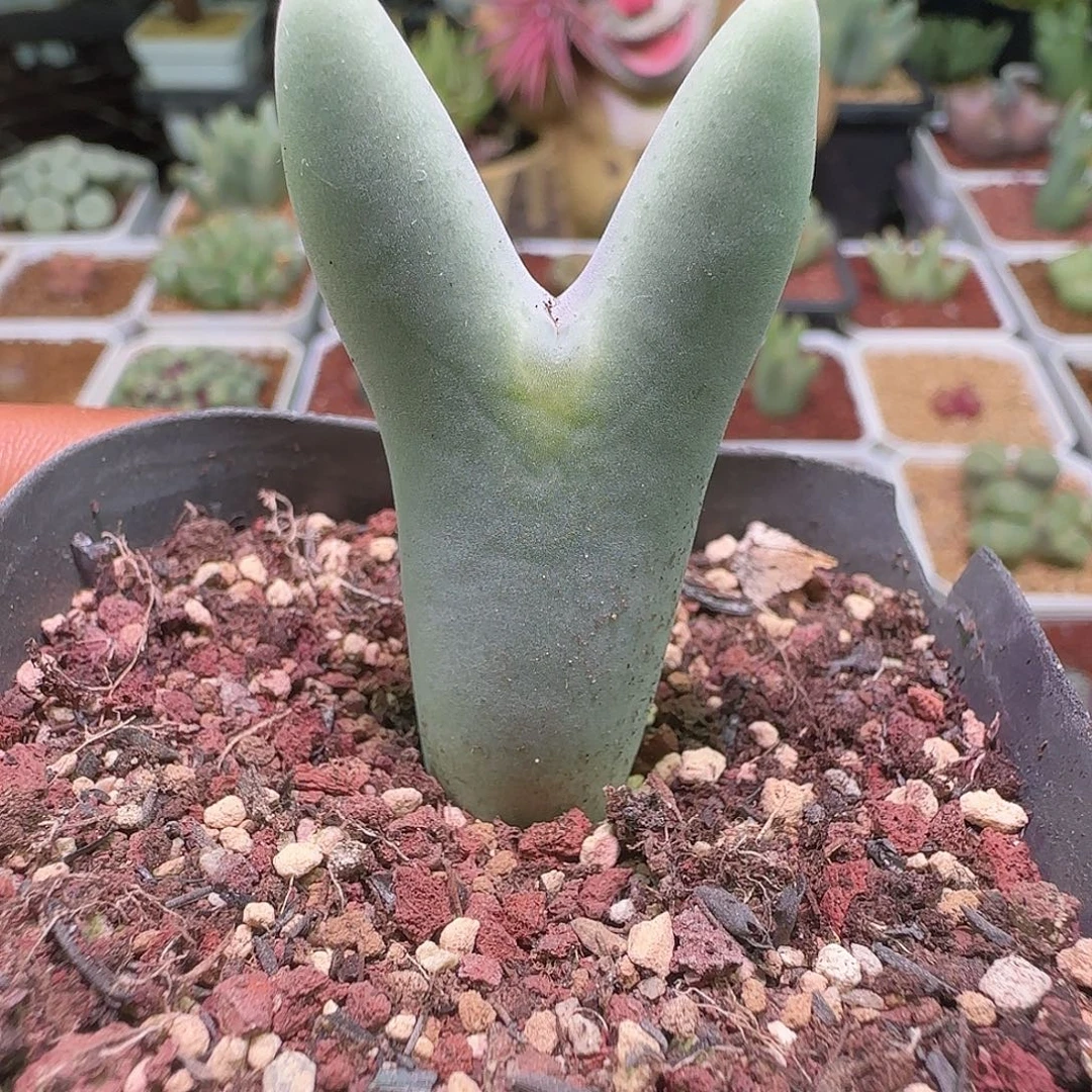 阿***娘哈哈哈哈哈哈哈哈。 644