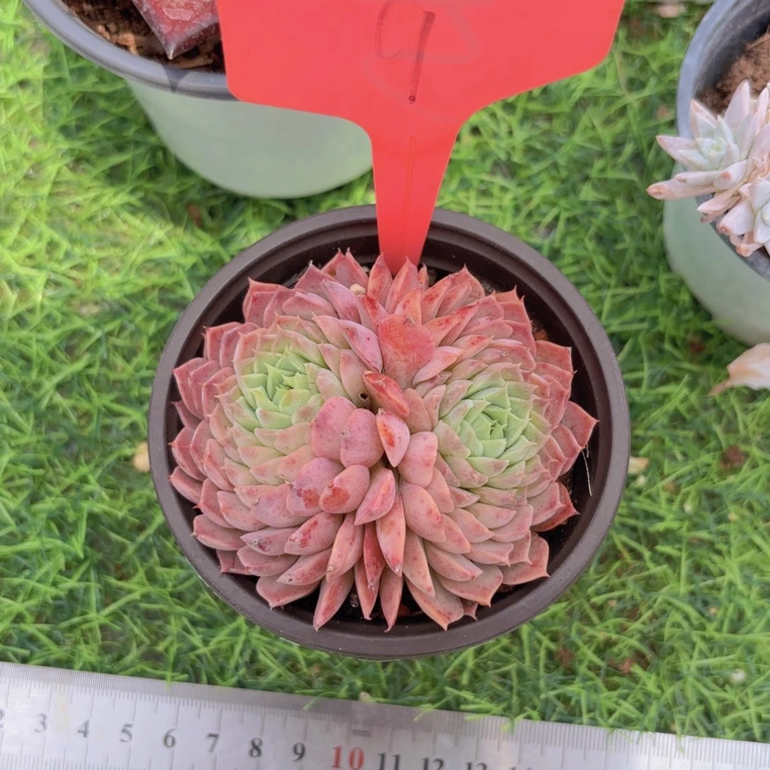 红*圆啦啦啦啦啦啦啦啦啦