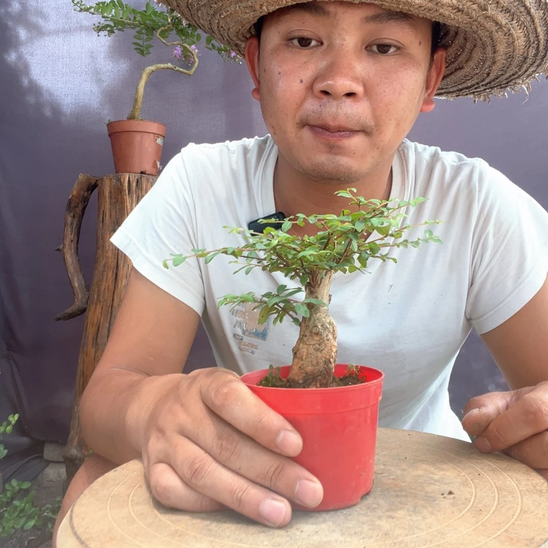 无花朵紫薇百日红10