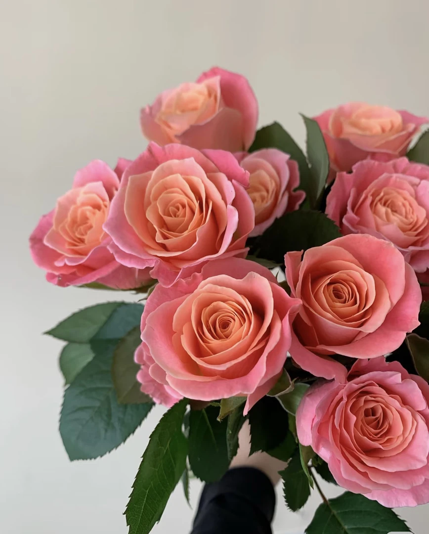 朱小姐单头玫瑰18支+2支防破损 居家玫瑰 收到花带包装醒花