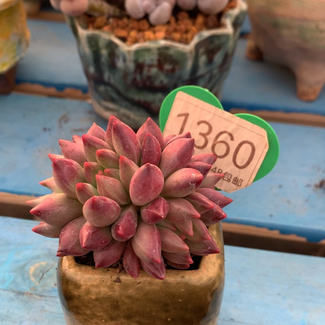 虞美人海豚体无砍1360